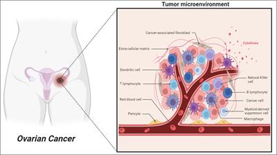 Unlocking ovarian cancer heterogeneity: advancing immunotherapy through single-cell transcriptomics